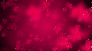 唯美一品红粒子背景视频