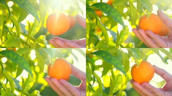 挂在树上的成熟橘子或柑橘