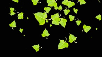 撒番薯叶动画视频