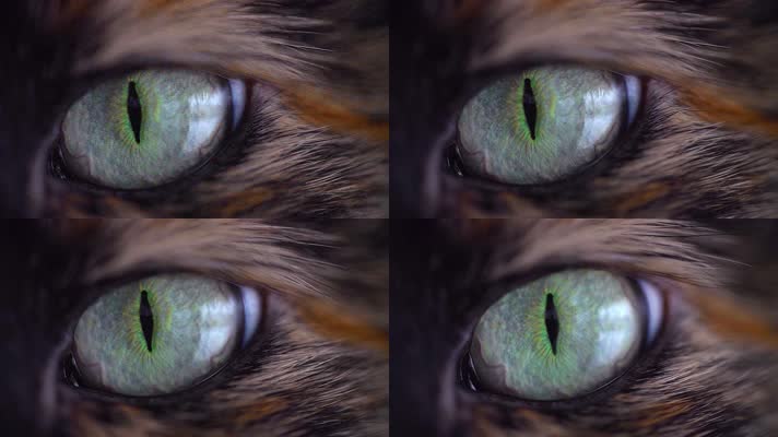 4K猫咪眼睛唯美素材