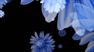 蓝色菊花转场视频