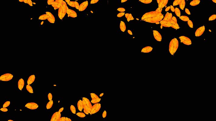 撒金秋树叶动画视频