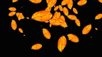 撒金秋树叶动画视频