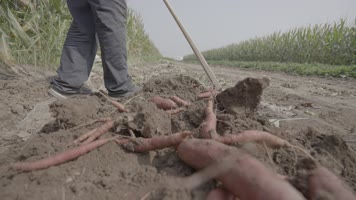 挖红薯