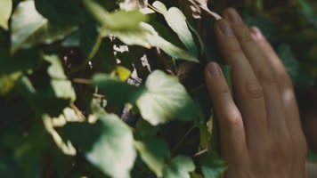 手触摸树叶、手触摸阳光、光线照射、希望、 手触摸树叶、手触摸阳光、光线照射、希望、