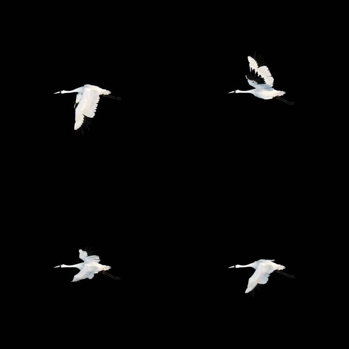 仙鹤鸟飞翔通道