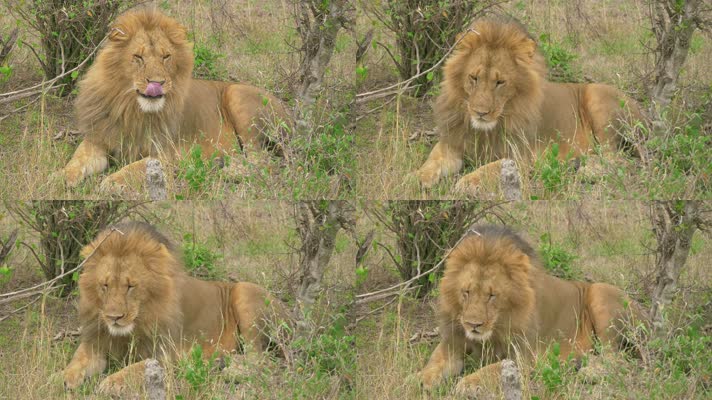 4k非洲平原森林实拍狮子动物世界高清视频