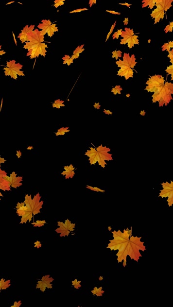 抖音快手小红书立秋红枫叶飘落小视频