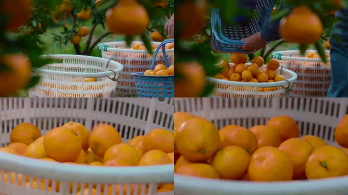 丰收季节 勤劳的农民 乡村振兴 果园基地