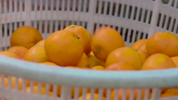 丰收季节 勤劳的农民 乡村振兴 果园基地