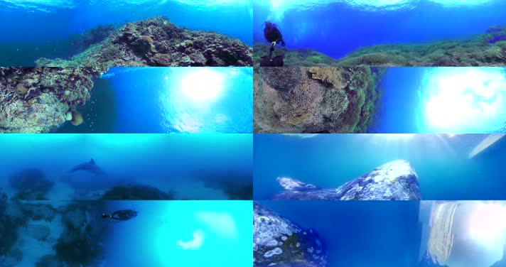 N0209-4K海底潜水鱼群全景视频