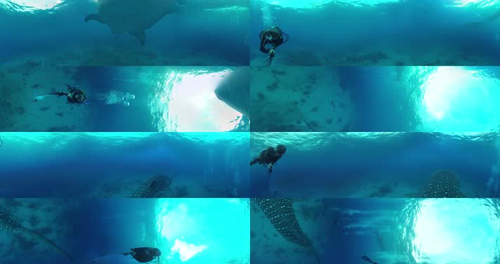 N0194-4K海底鲸鱼全景视频3