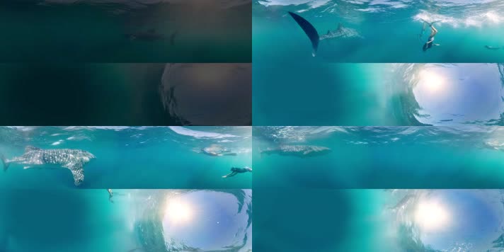 N0207-4K海底潜水鲨鱼全景视频