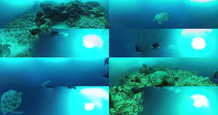 N0197-4K海底潜水海龟全景视频