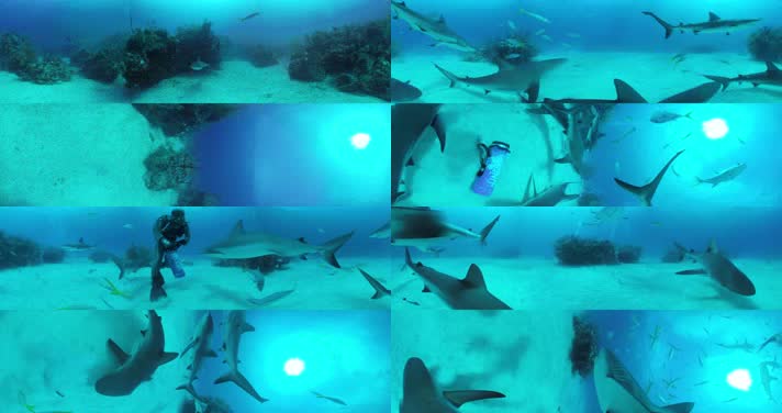 N0210-4K海底鲨鱼全景视频 (2)