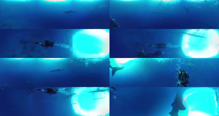 N0192-4K海底鲸鱼全景视频 (2)