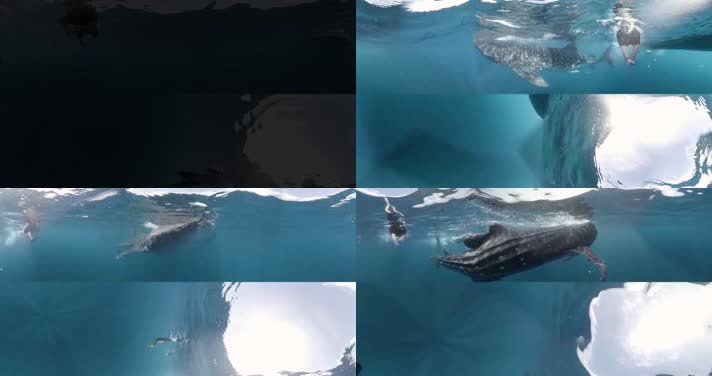 N0195-4K海底鲸鱼游泳全景视频