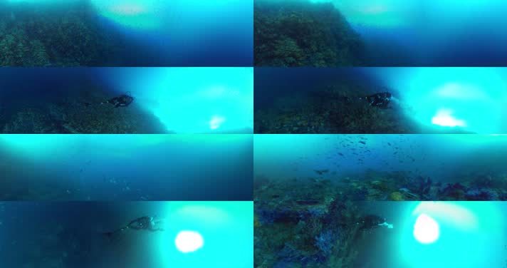 N0219-4K海底鱼群全景视频 (3)