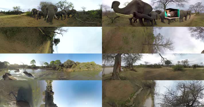 N089-4K大象群全景视频