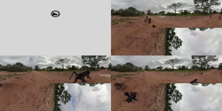 N0115-4K动物狒狒全景视频