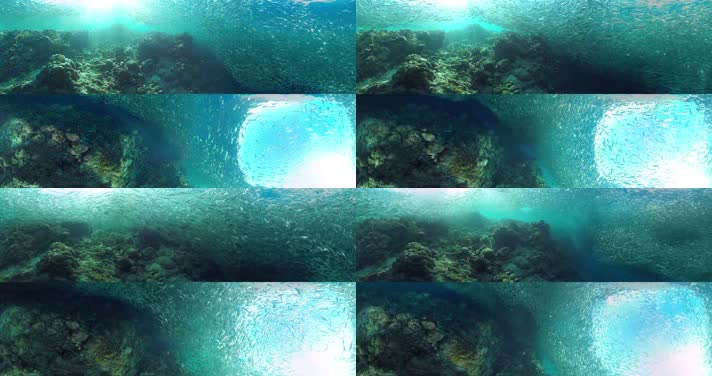 N0218-4K海底鱼群全景视频 (2)