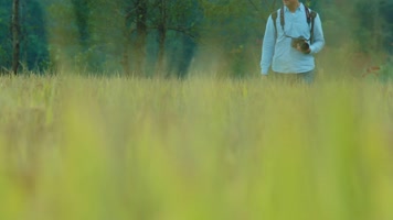 金灿灿稻田 乡村 旅游 采风 稻田 丰收