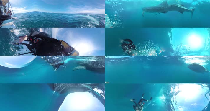 N0403-4K潜水鲸鱼全景视频