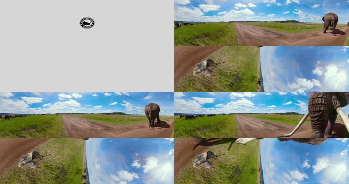 N0525-4K野生大象全景视频