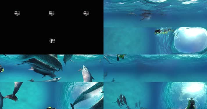 N0402-4K潜水海豚全景视频
