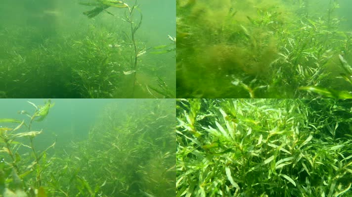 水下摄影水生态水草小鱼