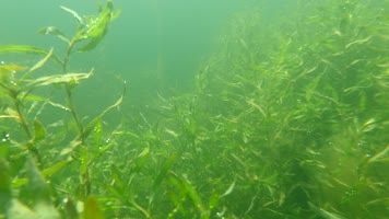 水下摄影水生态水草小鱼