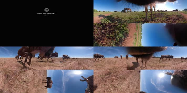 N0610-5K非洲野生动物水牛角马全景