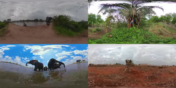 N0606-5K多彩动物世界全景视频精品