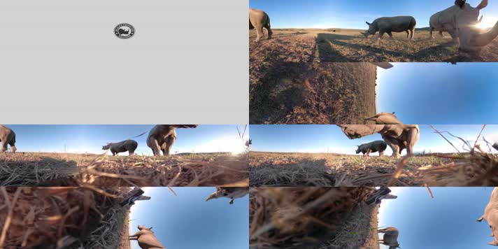 N0663-5K犀牛全景视频