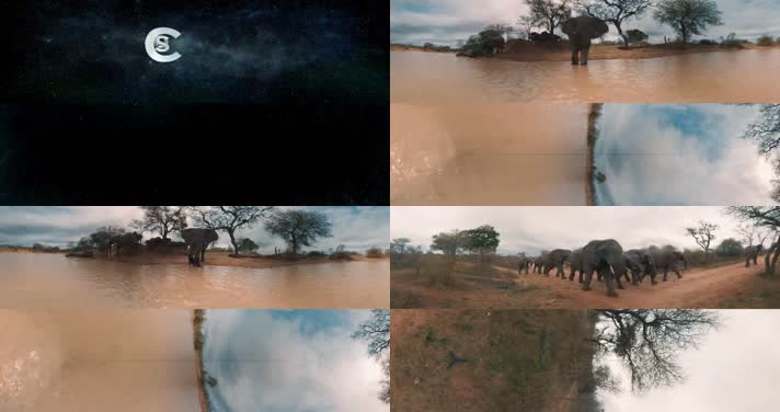 N0935-野生象群大象全景视频