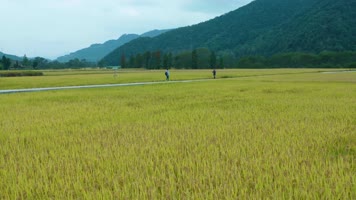 农村振兴 乡村振兴 丰收 乡村 旅游 
