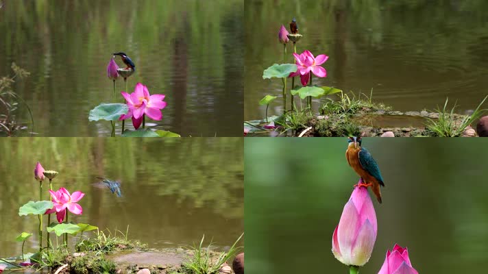 高清拍摄翠鸟抓鱼视频