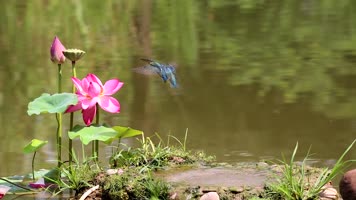 高清拍摄翠鸟抓鱼视频