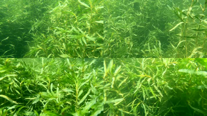 水下摄影水草生态