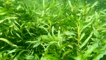 水下摄影水草生态