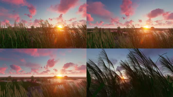 芦苇草丛早上的太阳太阳升起