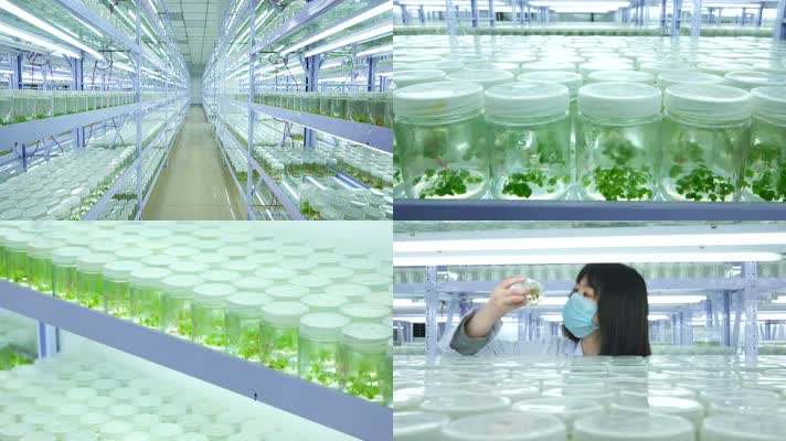 育苗植物組織培養視頻素材