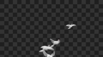 鸽子群飞-alpha通道