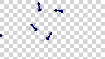 4K屏幕上的蚂蚁-alpha通道