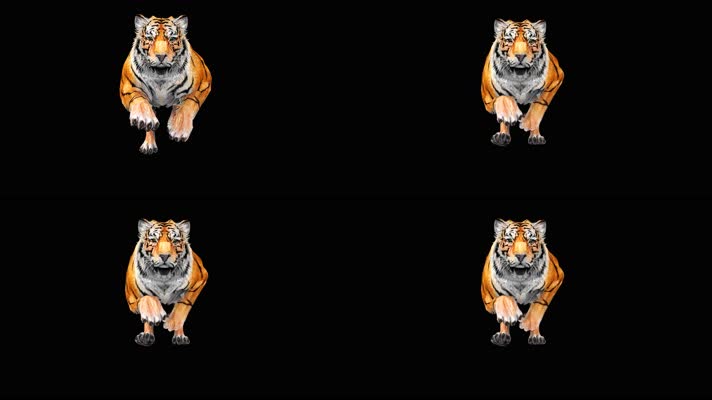 老虎碰跑合成素材