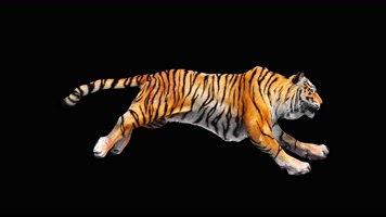 老虎碰跑合成素材