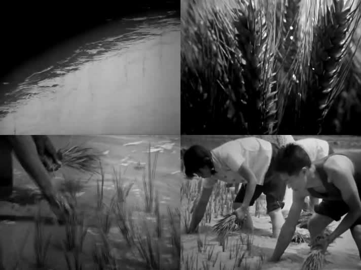 60年代农村劳动插秧水稻视频