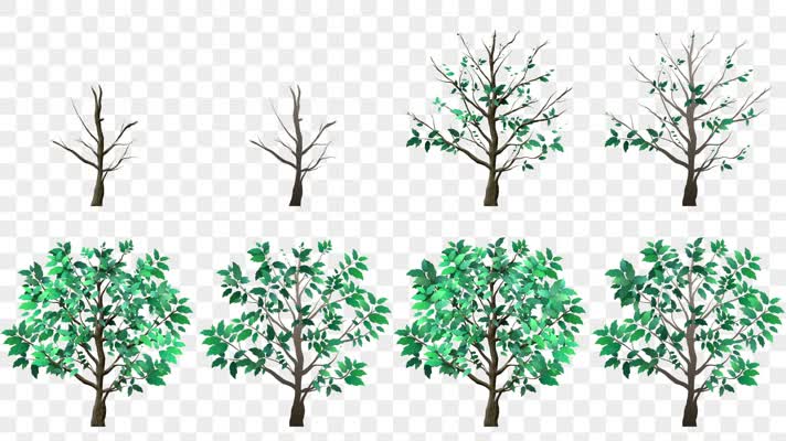树木生长-alpha通道