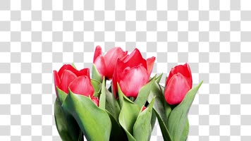 玫瑰花朵开放-alpha通道