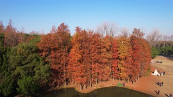 航拍唯美金色秋天 航拍唯美金色秋天
